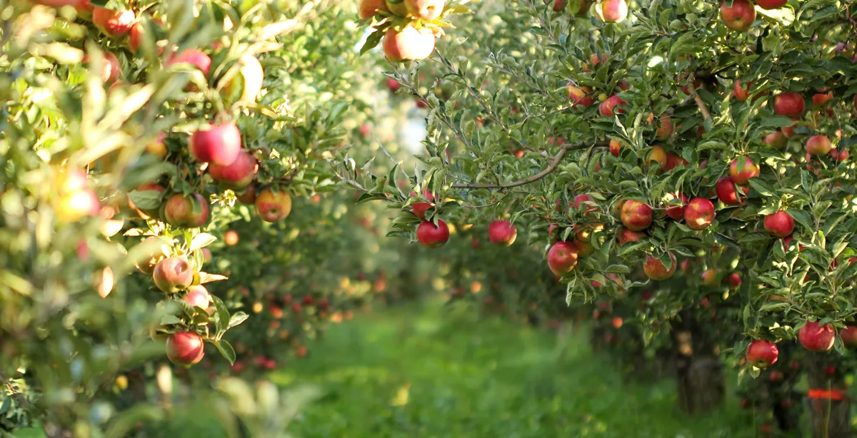 picture of a Ripe Apples in Orchard ready for harvesting,Morning shot
